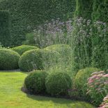 werbena patagońska w ogrodzie