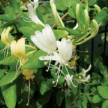 Wiciokrzew japoński