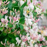 Wiciokrzew – pachnące pnącze, które wabi owady