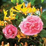 Wiciokrzew – jak go uprawiać w ogrodzie