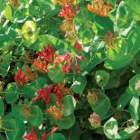 Wiciokrzew wiecznie zielony