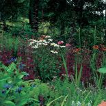 Wielobarwna rabata kwiatowa z rozchodnikiem, czyśćcem wełnistym, pomarańczową różą Westerland , białym złocieniem