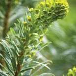 Wilczomlecz błękitnawy