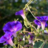 Wilec - odmiany i uprawa