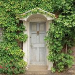 Winobluszcz Trójkaplowy. Czas na pnącza