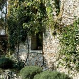 Winobluszcz, winorośl i glicynia są piękne ale niegrzeczne. Stale trzeba pilnować, by się nie rozpanoszyły po całym ogrodzie.