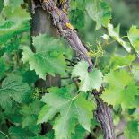 Winorośl właściwa. Czas na pnącza