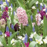 Pierwsze wiosenne kwiaty – kiedy je sadzić w ogrodzie?