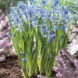 Wiosenne kwiaty w ogrodzie – kiedy je sadzić i jak je uprawiać? Zdecydować się na cebulki czy nasiona?