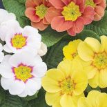 Pierwsze wiosenne kwiaty – kiedy je sadzić w ogrodzie?