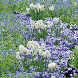 Wiosenne kwiaty w ogrodzie – kiedy je sadzić i jak je uprawiać? Zdecydować się na cebulki czy nasiona?