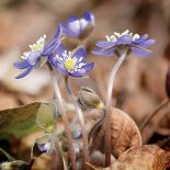 Pierwsze wiosenne kwiaty – kiedy je sadzić w ogrodzie?