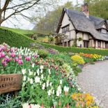 Wiosenne kwiaty w ogrodzie