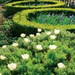 Wiosenne tulipany dobrze jest sadzić pomiędzy później wschodzącymi astrami, lawendą czy pierzastą santoliną.