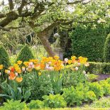 Wiosenne kwiaty w ogrodzie