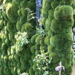 Wiosenne kwiaty w ogrodzie