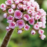 Wiosenne kwiaty w ogrodzie