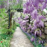 Wisteria Chińska. Czas na pnącza