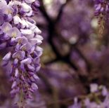 Wisteria, glicynia - przepięknie kwitnące pnącze