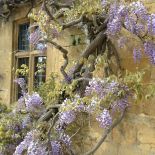 Wisteria, glicynia to przepięknie kwitnące pnącze. Potrafi być bardzo ekspansywne. Jak je uprawiać?