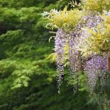 Wisteria, glicynia to przepięknie kwitnące pnącze. Potrafi być bardzo ekspansywne. Jak je uprawiać?