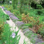 Wkrótce zakwitną irysy. Ogród Moneta w Giverny