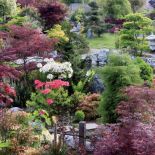 Wokół oczka wodnego w części nazywanej ogrodem gór i jezior kwitną kosaćce, funkie, paprocie, azalie i klony japońskie.