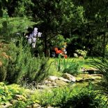 Wokół stawu kwitnie mnóstwo kwiatów: irysy, liliowce, azalie i niezapominajki.