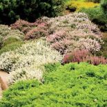 Wrzosowisko na tarasach