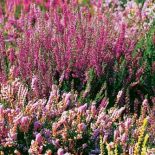 Wrzosy - choć ożywiają monotonny krajobraz, zapowiadają, niestety, pożegnanie lata. Jak je uprawiać?