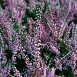 Wrzosy - choć ożywiają monotonny krajobraz, zapowiadają, niestety, pożegnanie lata. Jak je uprawiać?