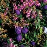 Wrzosy możemy sadzić z innymi roślinami