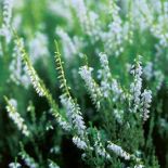 Wrzosy - choć ożywiają monotonny krajobraz, zapowiadają, niestety, pożegnanie lata. Jak je uprawiać?