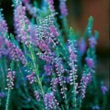 Jak uprawiać wrzosy?