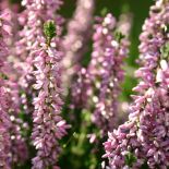 Jak uprawiać wrzosy?