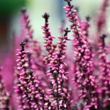 Wrzosy mają silnie zredukowane liście