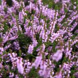 Wrzosy - choć ożywiają monotonny krajobraz, zapowiadają, niestety, pożegnanie lata. Jak je uprawiać?