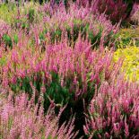 Jak uprawiać wrzosy?