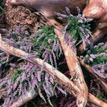 Wrzosy dobrze komponują się z kolorami ziemi