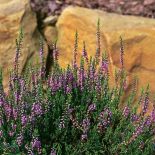 Wrzos zwyczajny – łac. Calluma vulgaris