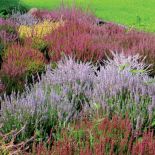 Zróżnicowana kolorystyka wrzosowiska. Wrzosowa mgła