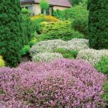 Wrzosy - choć ożywiają monotonny krajobraz, zapowiadają, niestety, pożegnanie lata. Jak je uprawiać?