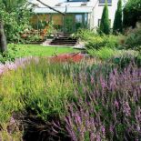 Wrzosy - choć ożywiają monotonny krajobraz, zapowiadają, niestety, pożegnanie lata. Jak je uprawiać?