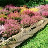 Wrzosy - choć ożywiają monotonny krajobraz, zapowiadają, niestety, pożegnanie lata. Jak je uprawiać?