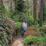 Wspaniałe kolory ogród zawdzięcza niezliczonym krzewom rododendronów i azalii.