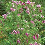 Wśród kwiatów można znaleźć egzotyczne magnolie.