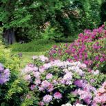 wszelkie odmiany Rhododendron Catawbiense . Są wyjątkowo odporne na mróz, a po kilkudziesięciu latach możemy