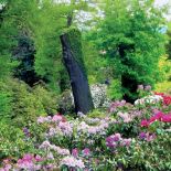 W różanecznikowym ogrodzie