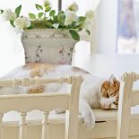 Wypoczywający kot. Romantyczne metamorfozy