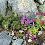 Wystarczy kilka kęp stokrotek, by ogród nabrał kolorów.